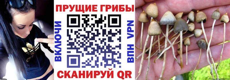 купить  сайты  Вольск  mega зеркало  Галлюциногенные грибы GOLDEN TEACHER 